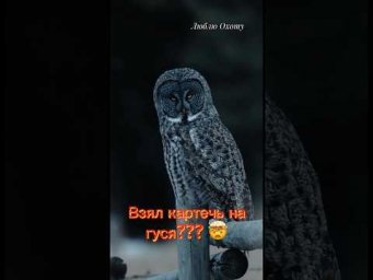 Чем стреляете гуся?   #охотанагуся #охота #гуси