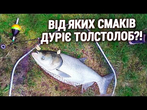 На ЯКІ СМАКИ клює ТОВСТОЛОБ?