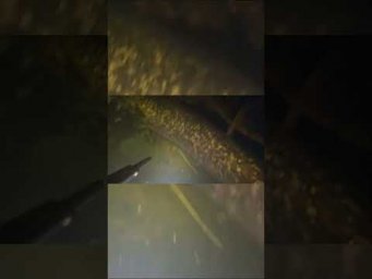Много сомов под крышей