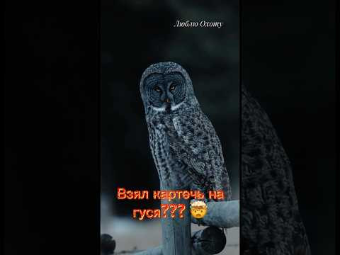 Чем стреляете гуся?   #охотанагуся #охота #гуси