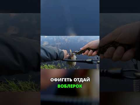 Жирный Жерех на ультралайт спиннинг #fishing