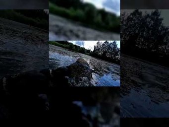 Срыв трофея!