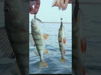 А ТЫ ПОМНИЩЬ как ЭТО БЫЛО? #assistancetv #рыбалка #fishing