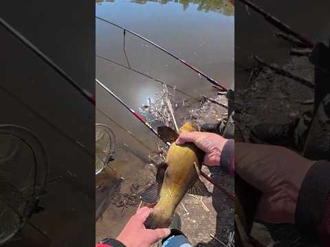 Лини на ВУДОЧКИ #рибалка #fishing #carpfishing Лини на ВУДОЧКИ #рибалка #fishing #carpfishing