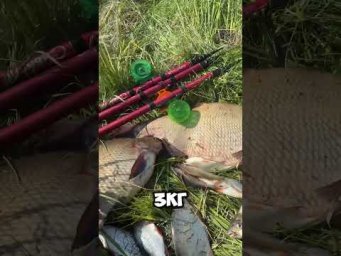 КАБАНЫ КЛЮНУЛИ !) #fishing #отдых #рыбалка #рыбалканаозере