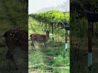 Японская Сика - пятнистый олень #deer #sikadeer #олень #охота #работа #сельскоехозяйство #клубника