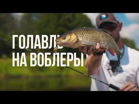ЛЕТНЯЯ ЖАРА — ВРЕМЯ КРУПНОГО ГОЛАВЛЯ! Рабочие проводки и лучшие цвета воблера Lucky John Haira Tiny ЛЕТНЯЯ ЖАРА — ВРЕМЯ КРУПНОГО ГОЛАВЛЯ! Рабочие проводки и лучшие цвета воблера Lucky John Haira Tiny