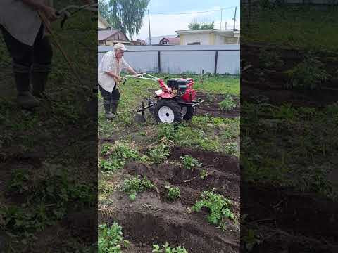 Как окучить картошку за две секунды! #жизньвдеревне Как окучить картошку за две секунды! #жизньвдеревне