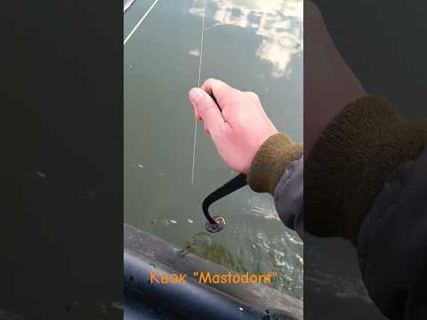 #КВОК #Mastodont - подъёмы сома на квок / #Dalkefishing
