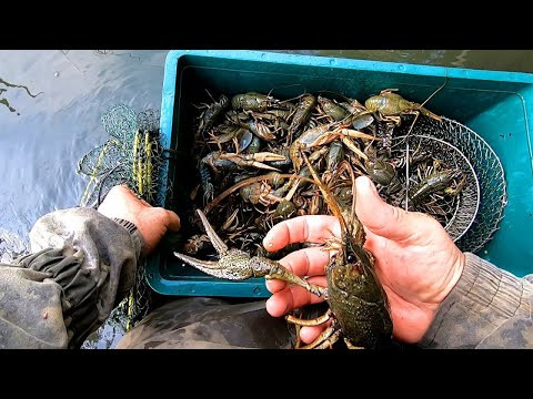 По ВЕДРУ РАКОВ в КАЖДОЙ РАКОЛОВКЕ! Ловля раков! #раки По ВЕДРУ РАКОВ в КАЖДОЙ РАКОЛОВКЕ! Ловля раков! #раки