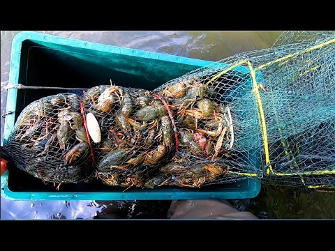 По 2 ВЕДРА РАКОВ в КАЖДОЙ РАКОЛОВКЕ! #РакиFISHINGPRO По 2 ВЕДРА РАКОВ в КАЖДОЙ РАКОЛОВКЕ! #РакиFISHINGPRO