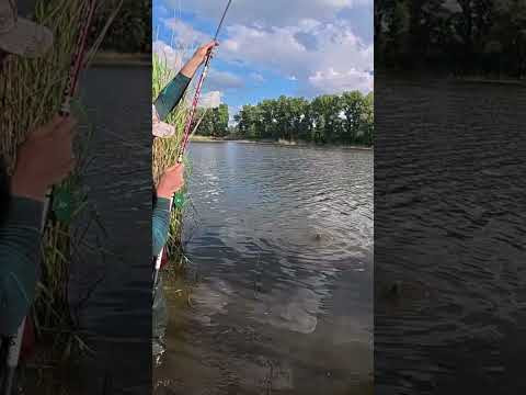 Кілухи пішли в ход #shorts #рибалка #карась Кілухи пішли в ход #shorts #рибалка #карась