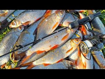 ПЛОТВА НЕ УСТОИТ ПЕРЕД КУРИНОЙ ЛАПКОЙ. МОРМЫШИНГ. Рыбалка на спиннинг в мае