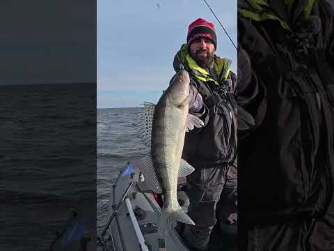 Перший пішов #рибалка #fishing #судак Перший пішов #рибалка #fishing #судак