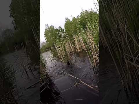 Риба ЦАРЯ #shorts #Лин #Рибалка #Шортс Риба ЦАРЯ #shorts #Лин #Рибалка #Шортс