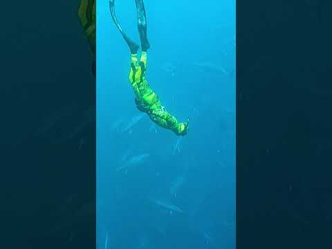 Ради трофейного тунца! Ради трофейного тунца!