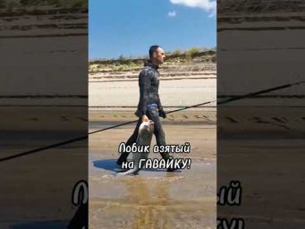 Лобик взятый на ГАВАЙКУ! Не забываемые ощущения! #подводнаяохота