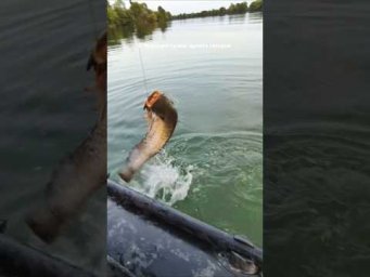 Думайте о будущем! Учим детей ловить сома на квок 