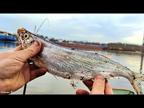 ЧЕХОНЬ ПОШЛА - ВОТ ЭТО САБЛИ! Первая рыбалка на реке. Ловля чехони на пенопласт. Весенняя рыбалка. ЧЕХОНЬ ПОШЛА - ВОТ ЭТО САБЛИ! Первая рыбалка на реке. Ловля чехони на пенопласт. Весенняя рыбалка.