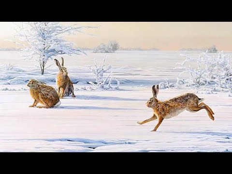 ОХОТА НА ЗАЙЦА. ТАК МНОГО ЗАЙЦА, Я УСТАЛ ИХ ПОДНИМАТЬ. ТРОПЛЕНИЕ ЗАЙЦА ПО НАСТУ В МОРОЗ. ОХОТА НА ЗАЙЦА. ТАК МНОГО ЗАЙЦА, Я УСТАЛ ИХ ПОДНИМАТЬ. ТРОПЛЕНИЕ ЗАЙЦА ПО НАСТУ В МОРОЗ.