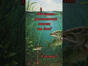 Где должен быть живец?   #assistancetv #рыбалка #щука #напоплавок