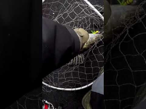 КАЗАРА мочить КОНЕЙ #рибалка #судак #shorts КАЗАРА мочить КОНЕЙ #рибалка #судак #shorts