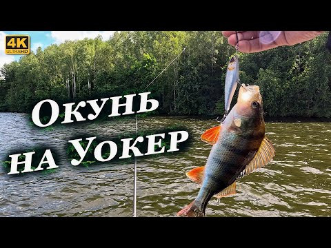 Окунь на Уокер, а Судаки козлы. Что делать если не клюёт крупняк? Окунь на Уокер, а Судаки козлы. Что делать если не клюёт крупняк?