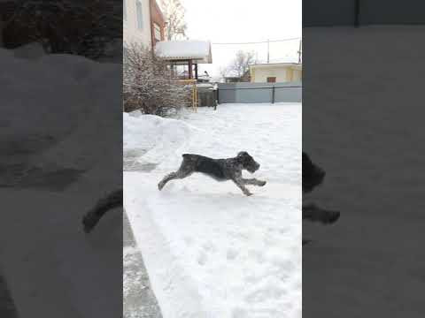 О том как живётся дратхаару в Сибири! #дратхаар