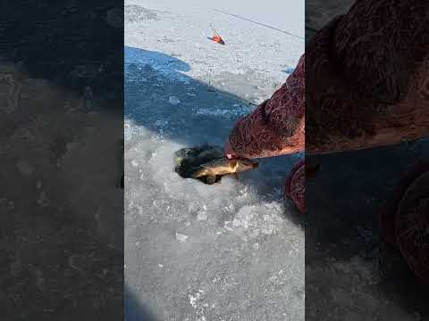 Кивок то Сазани як одне #рибалка #fishing  #carpfishing