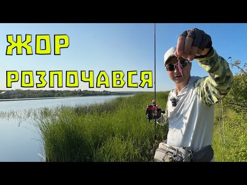 Де шукати окуня навесні? А СУДАКА? Як знайти їх там. Вся риба в очереті!