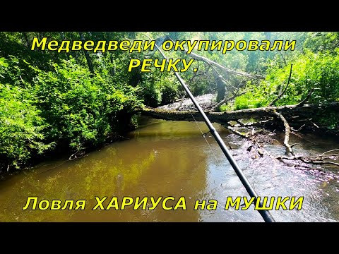 Ловля ХАРИУСА/Рыбалка-Медвежий РАЙ/Сказали вода мутная ,не берет рыба!Наловили,засолили, да еще как! Ловля ХАРИУСА/Рыбалка-Медвежий РАЙ/Сказали вода мутная ,не берет рыба!Наловили,засолили, да еще как!