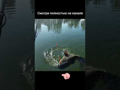 ТРОФЕЙНЫЙ #СОМ НА МОРМЫШКУ 