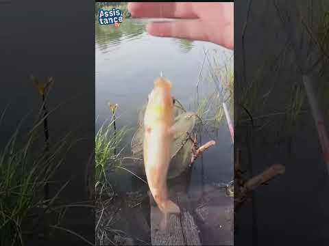 Халва и поплавок-карась в садок #AssistanceTV #рыбалка #fishing #поплавок #рыбалкакарась Халва и поплавок-карась в садок #AssistanceTV #рыбалка #fishing #поплавок #рыбалкакарась