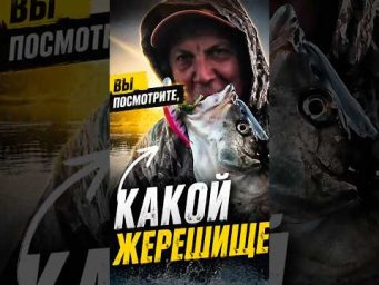 ZipBaits Rigge Flat 80 ЛОВИТ и с первого заброса, и с ТРАВОЙ НА КРЮЧКАХ! #teammida #zipbaits