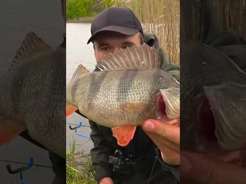 ВОТ ЭТО КИНУЛ #fishing #рыбалка #assistancetv #рыбалканафидер #донка #поплавок #река #осень ВОТ ЭТО КИНУЛ #fishing #рыбалка #assistancetv #рыбалканафидер #донка #поплавок #река #осень