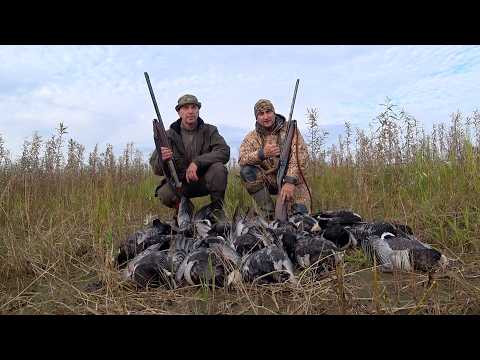 Охота на гуся. Осень 2026. Отличные налеты и много трофеев. Goose hunting. Охота на казарку. Охота на гуся. Осень 2026. Отличные налеты и много трофеев. Goose hunting. Охота на казарку.