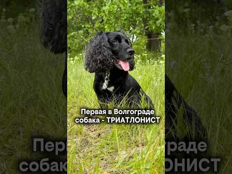 Первая в Волгограде собака триатлонист! Первая в Волгограде собака триатлонист!