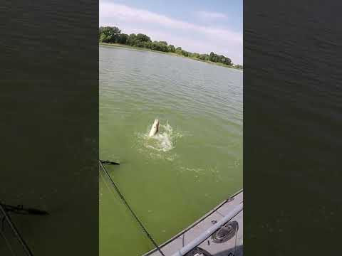Судак на міляку ВИДАЄ ТАКОГО !!! #shorts #рибалка #судак Судак на міляку ВИДАЄ ТАКОГО !!! #shorts #рибалка #судак