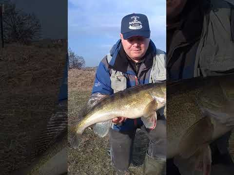 Весенний судак #рыбалка #fishing Весенний судак #рыбалка #fishing