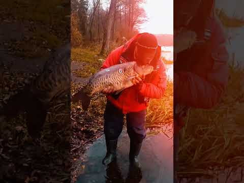 5 ноября 2025 г. #fishing #carp Карп восьмёрочка #carpfishing #рыбалка #fish 5 ноября 2025 г. #fishing #carp Карп восьмёрочка #carpfishing #рыбалка #fish