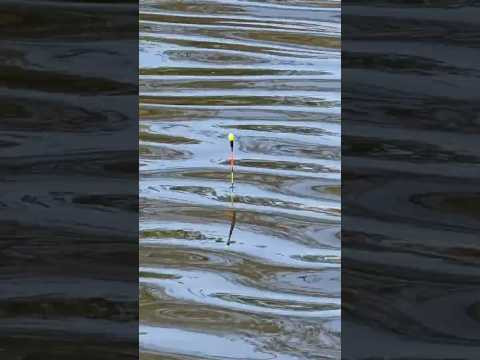 Это сон, так не бывает! #fishing #рыбалка #поплавок
