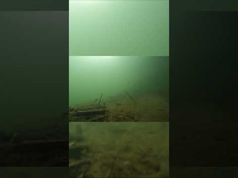 Опустил GoPro НА ДНО РЕКИ!!! И вот что из этого вышло! #fishing #рыбалка #gopro #рыбалка2025 Опустил GoPro НА ДНО РЕКИ!!! И вот что из этого вышло! #fishing #рыбалка #gopro #рыбалка2025
