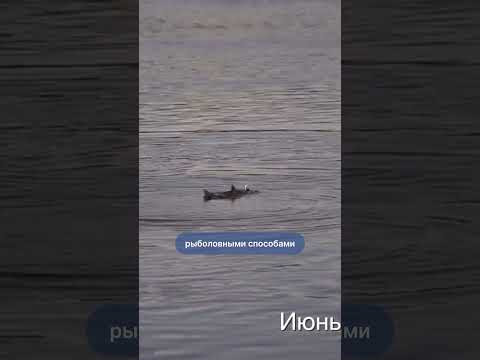 Рыба горбуша #подводнаяохота #рыбалка #рыба #подвох