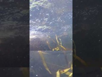 Удачная дневная охота
