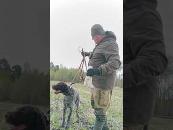 Обучение молодого Дратхаара, апортировка тушки птицы! #дратхаар
