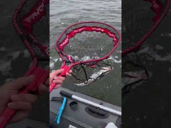 Джек - ПОТ ((( 111 ))) #рибалка #fishing #shorts