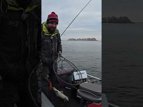 Судачара на джиг #fishing #shorts #рибалка Судачара на джиг #fishing #shorts #рибалка