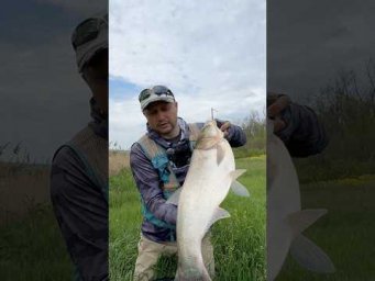 #fishing #shorts