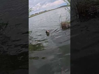 Конський КАРАСЬ на КИВОК в СНОПАХ #shorts #карась #рибалка