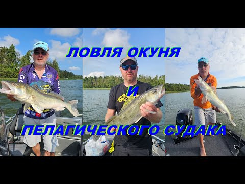 ДРУГОЕ ОЗЕРО. Ловля окуня и пелагического судака. ДРУГОЕ ОЗЕРО. Ловля окуня и пелагического судака.